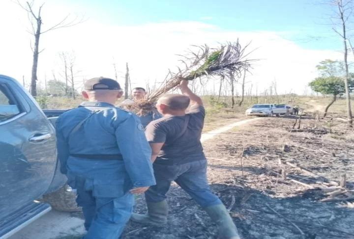 Gakkum Tangkap Pria Sedang Tanami Sawit di Bekas Lahan Terbakar